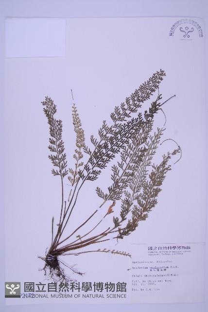 長生鐵角蕨藏品圖，第1張