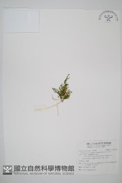 長片蕨藏品圖，第1張