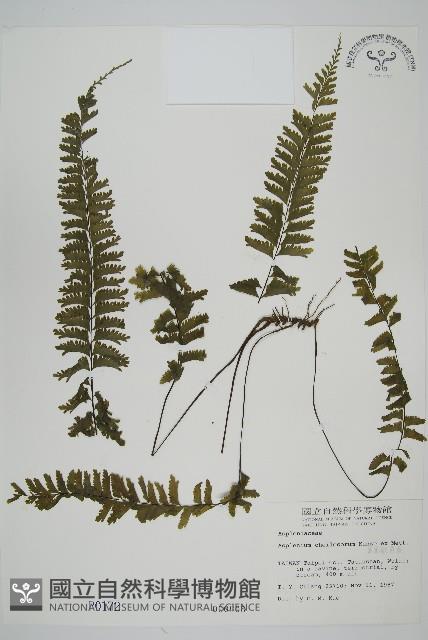 薄葉孔雀鐵角蕨、邊孢鐵角蕨藏品圖，第1張