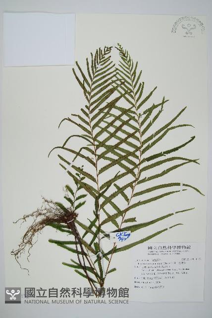 達邊蕨藏品圖，第1張