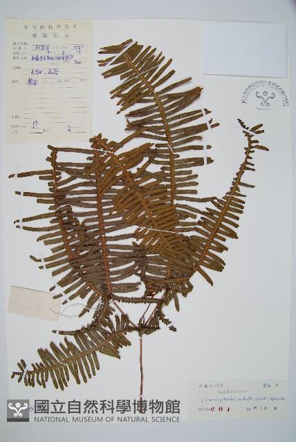 芒萁藏品圖，第1張