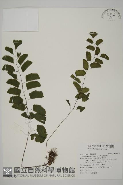 半月形鐵線蕨藏品圖，第1張