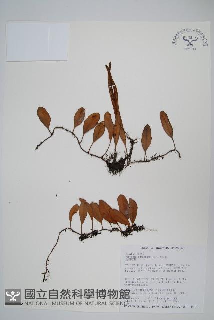 抱樹石葦藏品圖，第1張