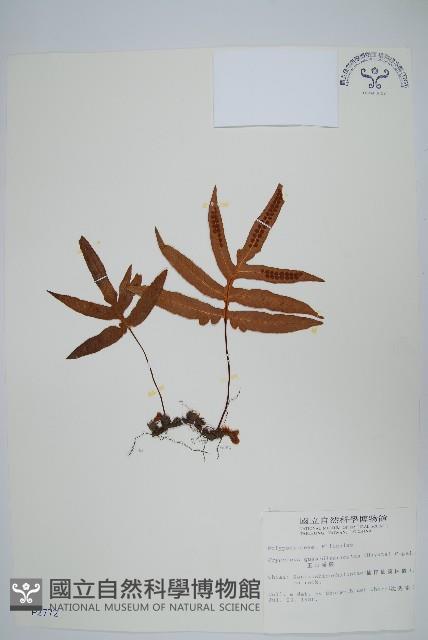 玉山茀蕨藏品圖，第1張