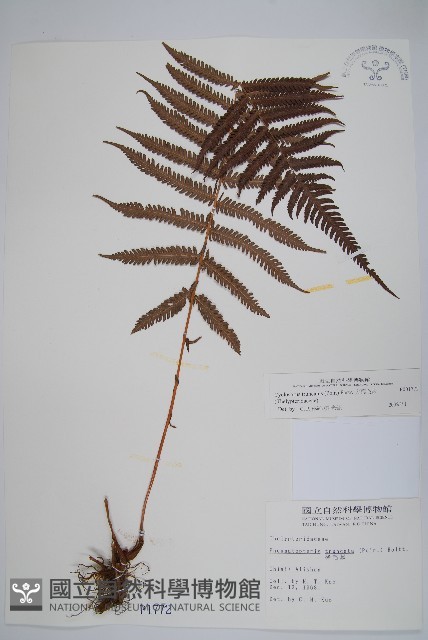 假毛蕨藏品圖，第1張