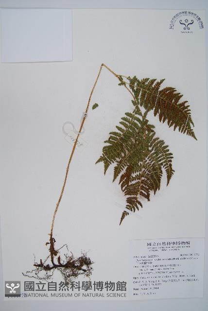 三角葉假冷蕨藏品圖，第1張