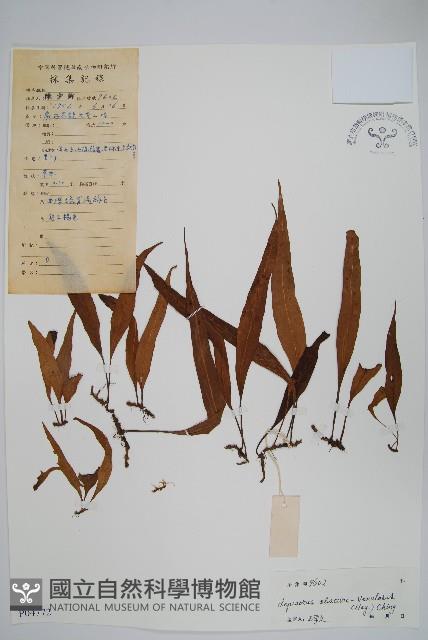 粵瓦葦藏品圖，第1張