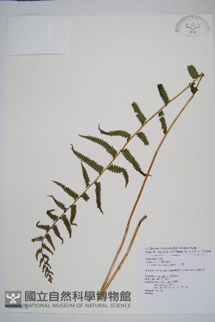 小毛蕨藏品圖，第1張
