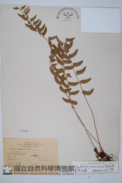 臺灣耳蕨藏品圖，第1張