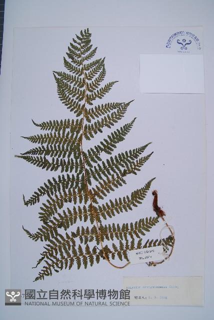 登錄號:P003772藏品圖，第1張