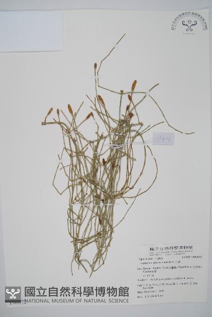 木賊藏品圖，第1張