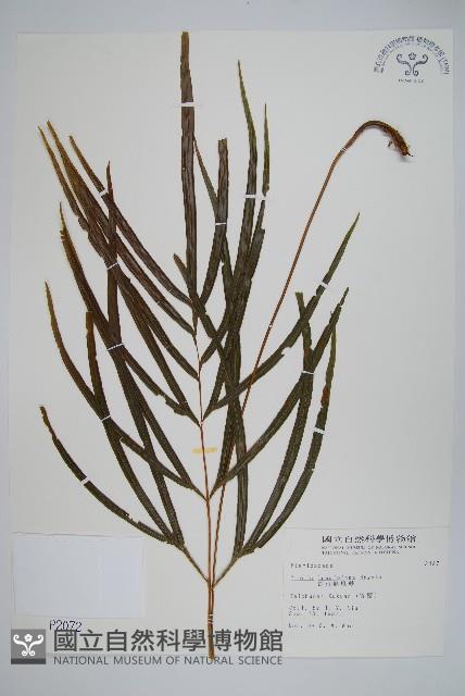 長葉鳳尾蕨藏品圖，第1張