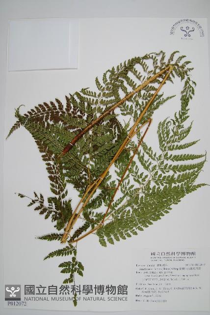 臺灣兩面複葉耳蕨藏品圖，第1張