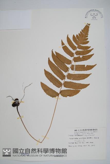 史氏鱗毛蕨藏品圖，第1張