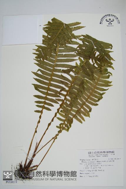 耳形瘤足蕨藏品圖，第1張