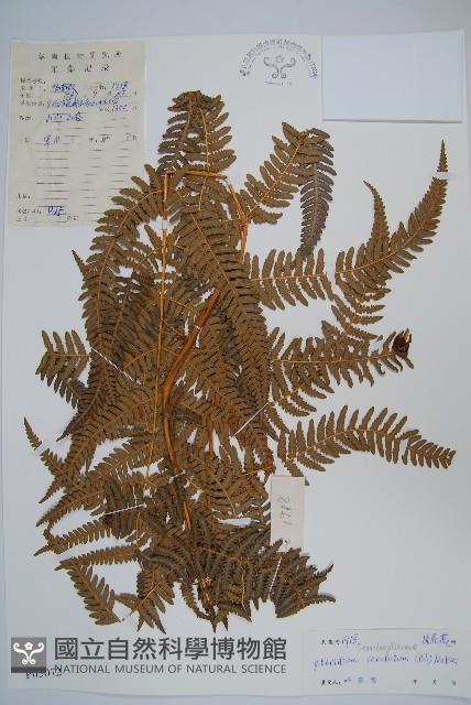 密毛蕨、巒大蕨藏品圖，第1張