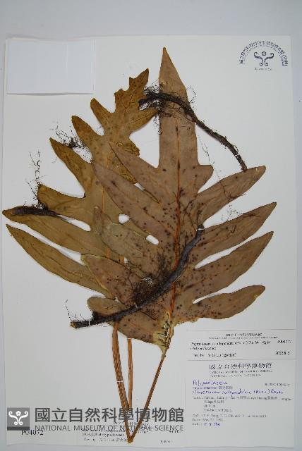 海岸星蕨藏品圖，第1張