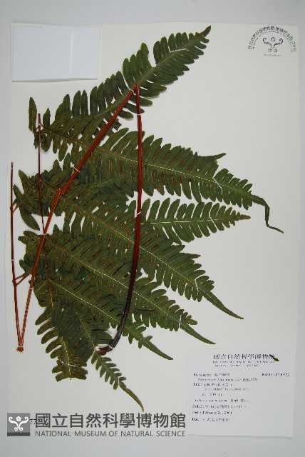 鈴木氏鳳尾蕨藏品圖，第1張