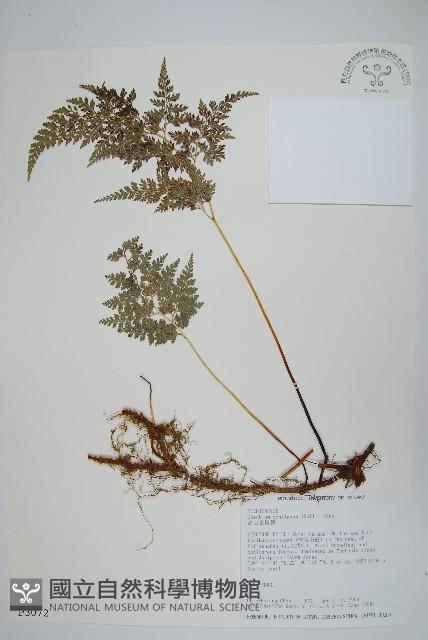 高山金粉蕨藏品圖，第1張