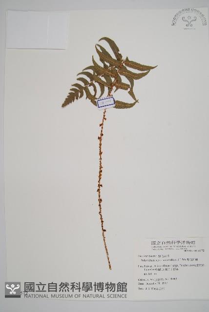 鞭葉耳蕨藏品圖，第1張
