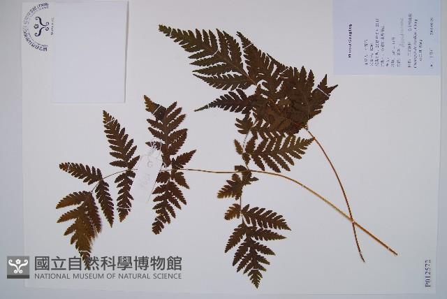 毛葉軸脈蕨藏品圖，第1張