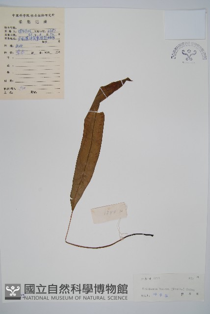 單葉雙蓋蕨藏品圖，第1張