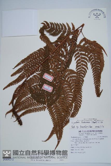 南海鱗毛蕨藏品圖，第1張