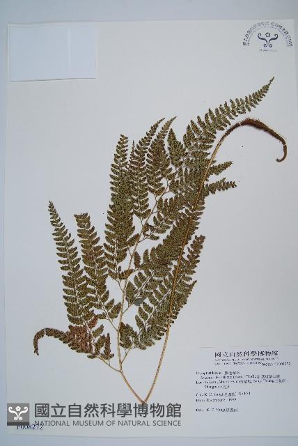 細葉複葉耳蕨藏品圖，第1張