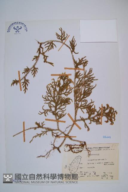 過山龍藏品圖，第1張