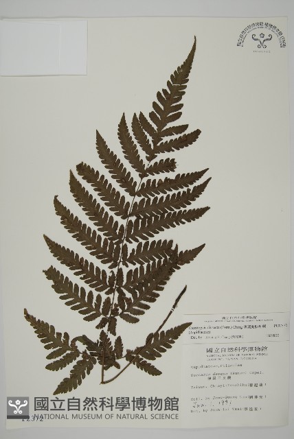 薄葉擬肋毛蕨藏品圖，第1張