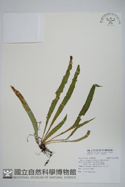 擬瓦葦藏品圖，第1張