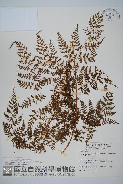 亞德氏蹄蓋蕨、假冷蕨藏品圖，第1張
