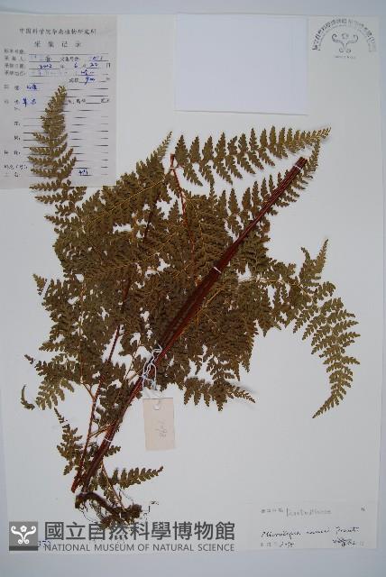 華南鱗蓋蕨藏品圖，第1張