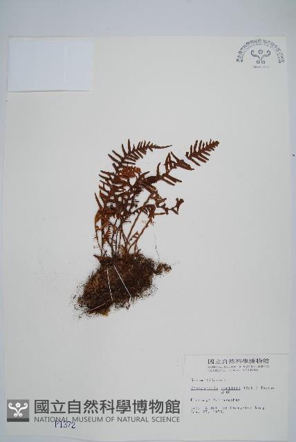蒿蕨藏品圖，第1張