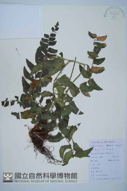 鐮羽貫眾藏品圖，第1張