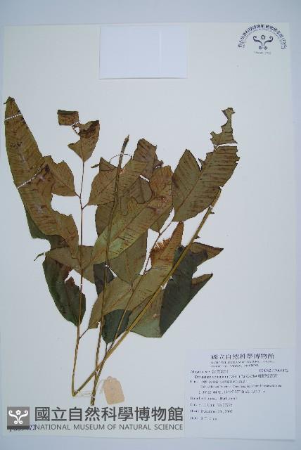 細柄雙蓋蕨藏品圖，第1張