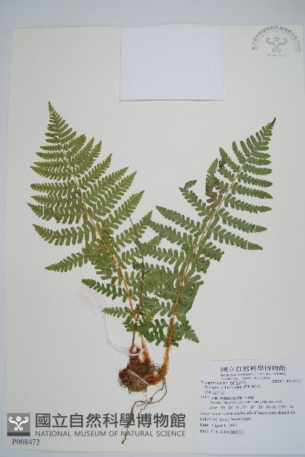 擬岩蕨藏品圖，第1張