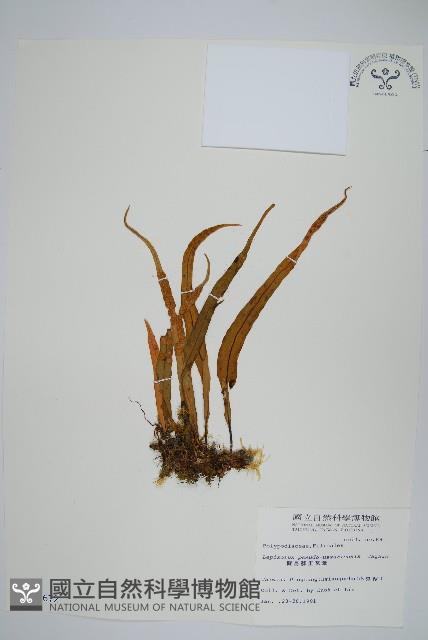 擬烏蘇里瓦葦藏品圖，第1張