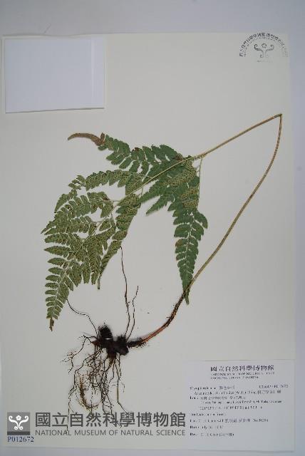 小葉複葉耳蕨藏品圖，第1張