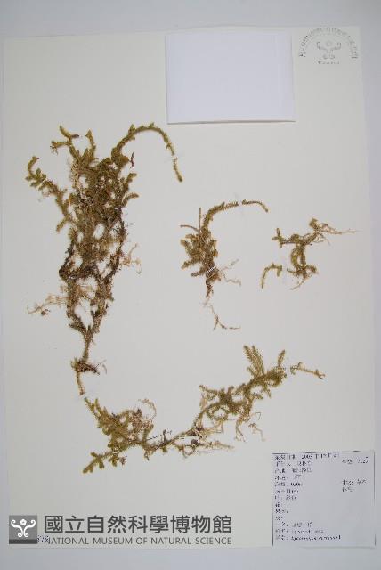 過山龍藏品圖，第1張