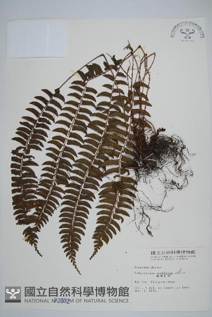臺東耳蕨藏品圖，第1張