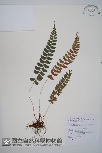 軟骨耳蕨藏品圖，第1張