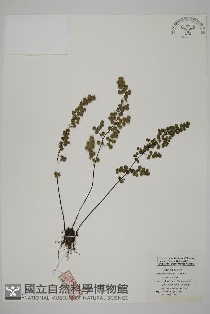 隴南鐵線蕨藏品圖，第1張