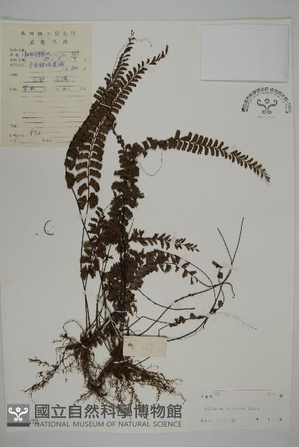 鞭葉鐵線蕨藏品圖，第1張