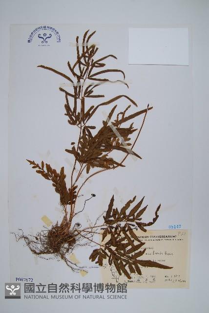 箭葉鳳尾蕨藏品圖，第1張