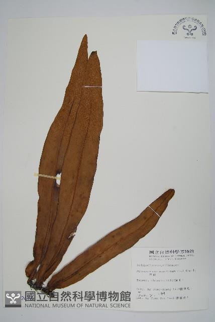 星蕨藏品圖，第1張