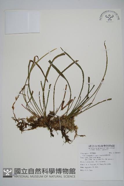 姬書帶蕨藏品圖，第1張