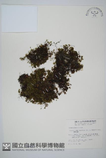 團扇蕨藏品圖，第1張