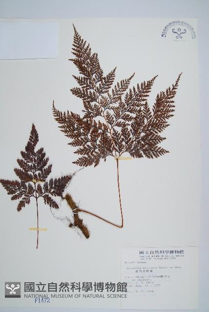 海州骨碎補藏品圖，第1張