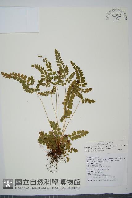 三角葉陵齒蕨藏品圖，第1張